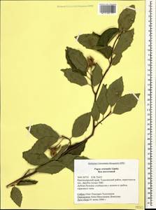 Fagus orientalis Lipsky, Caucasus, Black Sea Shore (from Novorossiysk to Adler) (K3) (Russia)