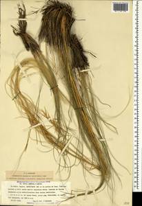 Stipa pontica P.A.Smirn., Caucasus, Armenia (K5) (Armenia)