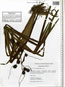 Sparganium erectum L., Eastern Europe, Moscow region (E4a) (Russia)