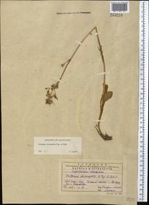 Valeriana chionophila Popov & Kult., Middle Asia, Western Tian Shan & Karatau (M3) (Kazakhstan)