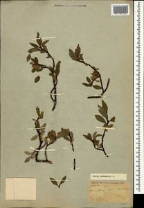 Salix kazbekensis A. Skvorts., Caucasus, Krasnodar Krai & Adygea (K1a) (Russia)