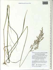 Calamagrostis pseudophragmites (Haller f.) Koeler, Eastern Europe, Northern region (E1) (Russia)