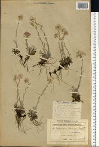 Antennaria dioica (L.) Gaertn., Eastern Europe, Belarus (E3a) (Belarus)