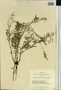 Onobrychis arenaria subsp. arenaria, Siberia, Altai & Sayany Mountains (S2) (Russia)