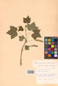 Ribes mandshuricum (Maxim.) Kom., Siberia, Russian Far East (S6) (Russia)