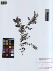 KUZ 027 125, Ceratophyllum demersum L., Siberia, Altai & Sayany Mountains (S2) (Russia)