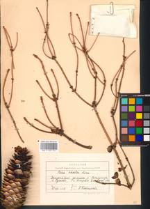 Picea abies (L.) H. Karst., Eastern Europe, West Ukrainian region (E13) (Ukraine)