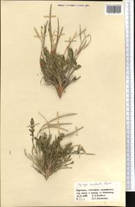 Parrya australis Pavlov, Middle Asia, Western Tian Shan & Karatau (M3) (Kyrgyzstan)