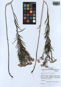 Galatella biflora (L.) Nees, Siberia, Altai & Sayany Mountains (S2) (Russia)