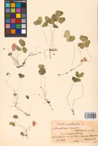 Oxalis acetosella L., Eastern Europe, Moscow region (E4a) (Russia)