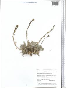 Smelowskia calycina (Stephan) C.A. Mey., Middle Asia, Western Tian Shan & Karatau (M3) (Kyrgyzstan)