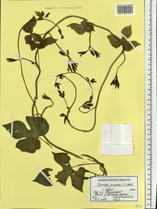 Ipomoea purpurea (L.) Roth, Eastern Europe, Central forest-and-steppe region (E6) (Russia)