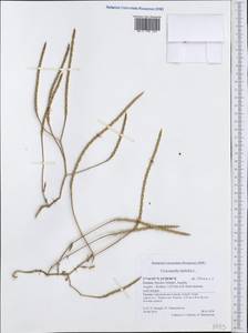 Crucianella latifolia L., Western Europe (EUR) (Greece)