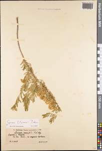 Spiraea crenata subsp. crenata, Eastern Europe, Lower Volga region (E9) (Russia)