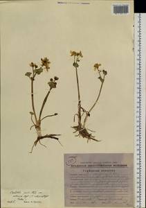 Caltha palustris var. sibirica Regel, Siberia, Chukotka & Kamchatka (S7) (Russia)