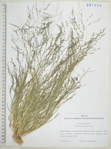 Eragrostis amurensis Prob., Siberia, Russian Far East (S6) (Russia)