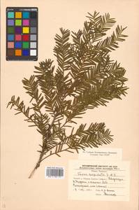 Taxus cuspidata Siebold & Zucc., Siberia, Russian Far East (S6) (Russia)