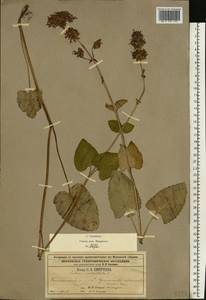 Salvia verticillata L., Eastern Europe, Moscow region (E4a) (Russia)