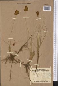 Carex physodes M.Bieb., Middle Asia, Karakum (M6) (Turkmenistan)