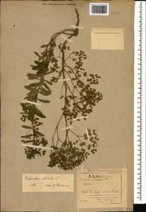 Euphorbia stricta L., Caucasus, Abkhazia (K4a) (Abkhazia)