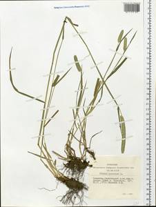 Phleum pratense L., Siberia, Altai & Sayany Mountains (S2) (Russia)