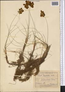 Carex physodes M.Bieb., Middle Asia, Karakum (M6) (Turkmenistan)