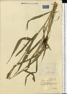 Setaria verticillata (L.) P.Beauv., Eastern Europe, South Ukrainian region (E12) (Ukraine)