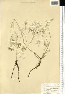 Rupiphila tachiroei (Franch. & Sav.) Pimenov & Lavrova, Siberia, Russian Far East (S6) (Russia)