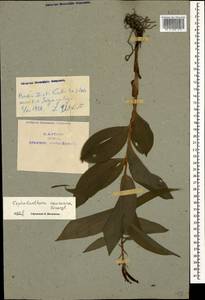 Cephalanthera caucasica Kraenzl., Caucasus, Azerbaijan (K6) (Azerbaijan)
