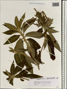 Colebrookea oppositifolia Sm., South Asia, South Asia (Asia outside ex-Soviet states and Mongolia) (ASIA) (Nepal)