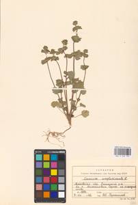Lamium amplexicaule L., Eastern Europe, Moscow region (E4a) (Russia)