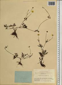 Ranunculus repens L., Siberia, Baikal & Transbaikal region (S4) (Russia)