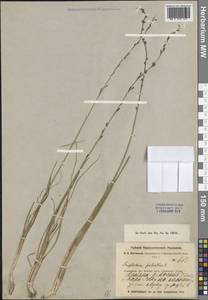 Triglochin palustris L., Middle Asia, Muyunkumy, Balkhash & Betpak-Dala (M9) (Kazakhstan)