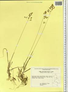 Anthoxanthum nitens (Weber) Y.Schouten & Veldkamp, Siberia, Russian Far East (S6) (Russia)