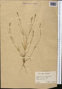 Crucianella filifolia Regel & Schmalh., Middle Asia, Karakum (M6) (Turkmenistan)