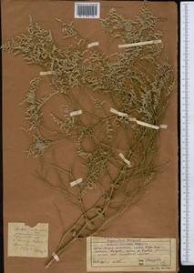 Limonium otolepis (Schrenk) Kuntze, Middle Asia, Western Tian Shan & Karatau (M3) (Kazakhstan)