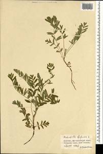 Sibbaldianthe bifurca subsp. bifurca, Mongolia (MONG) (Mongolia)