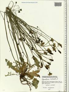 Hypochaeris radicata L., Eastern Europe, Moscow region (E4a) (Russia)