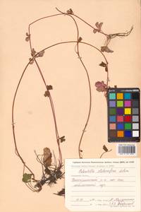 Potentilla stolonifera Lehm. ex Ledeb., Siberia, Chukotka & Kamchatka (S7) (Russia)