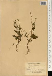 Sonchus oleraceus L., South Asia, South Asia (Asia outside ex-Soviet states and Mongolia) (ASIA) (China)