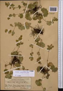 Alchemilla retropilosa Juz., Middle Asia, Western Tian Shan & Karatau (M3) (Kazakhstan)