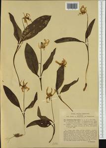 Erythronium dens-canis L., Western Europe (EUR) (Italy)