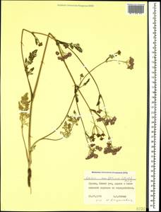 Carum meifolium (M. Bieb.) Boiss., Caucasus, Georgia (K4) (Georgia)