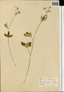 Delphinium dictyocarpum DC., Eastern Europe, Eastern region (E10) (Russia)