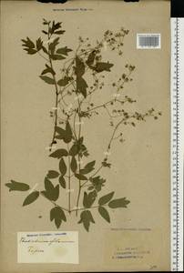 Thalictrum flavum L., Eastern Europe, Eastern region (E10) (Russia)