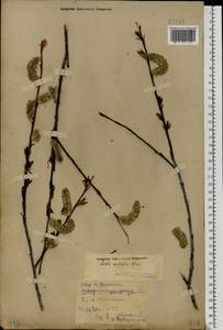 Salix acutifolia Willd., Eastern Europe, Volga-Kama region (E7) (Russia)