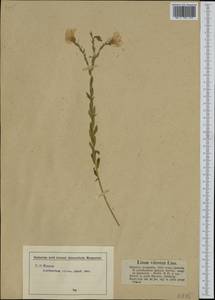 Linum viscosum L., Western Europe (EUR) (Germany)