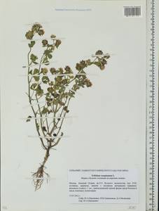 Trifolium resupinatum L., Eastern Europe, Moscow region (E4a) (Russia)