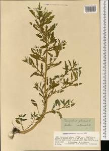 Oxybasis glauca (L.) S. Fuentes, Uotila & Borsch, Mongolia (MONG) (Mongolia)