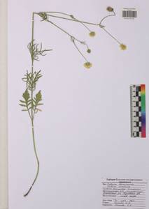 Scabiosa ochroleuca L., Eastern Europe, Central region (E4) (Russia)